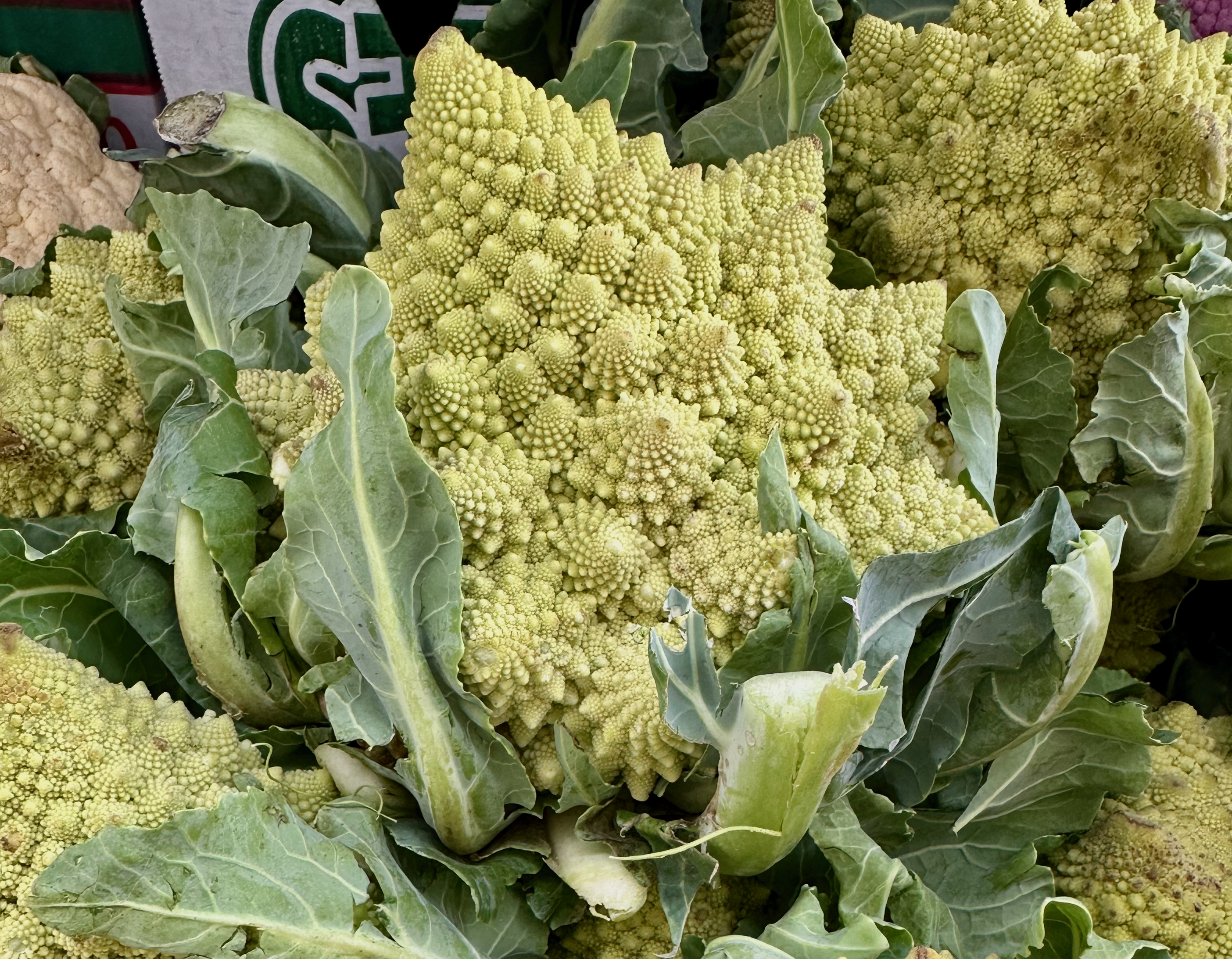 romanesco broccoli fractal